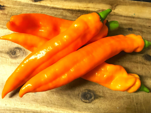 orangefarbene Spitzpaprika - Image 6
