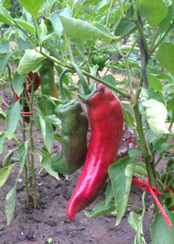 Rote Spitzpaprika mit natürlicher Braunfärbung - Image 4