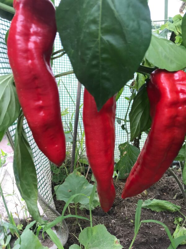 Rote Spitzpaprika mit natürlicher Braunfärbung - Image 3