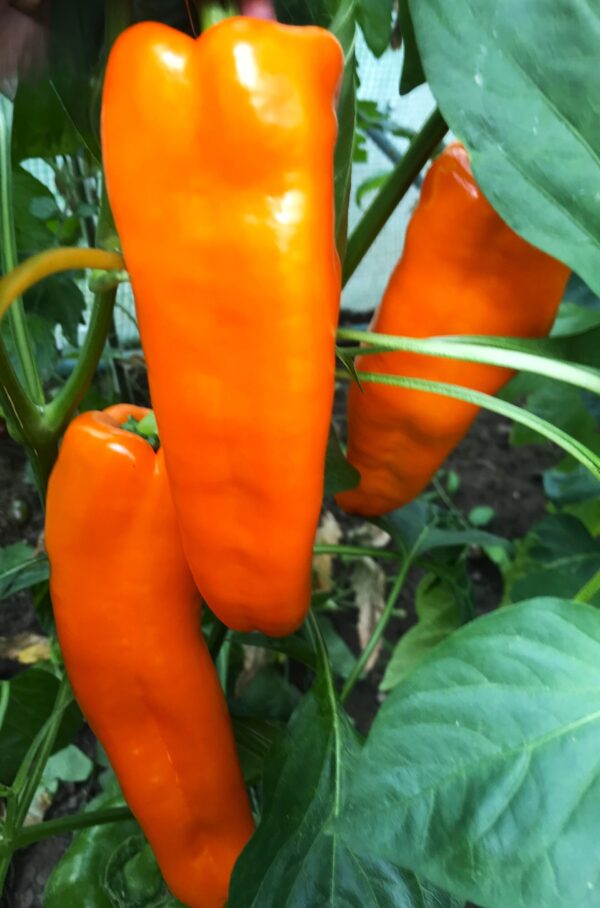 orangefarbene Spitzpaprika - Image 4