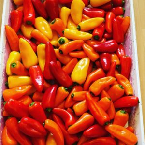 Frische bunte Paprika – Rot, Gelb, Orange (Karton)